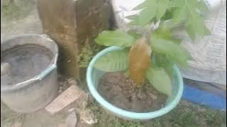 Cara Berkebun di Rumah / Berkebun Cabe / Berkebun Sayuran / Berkebun Hidroponik