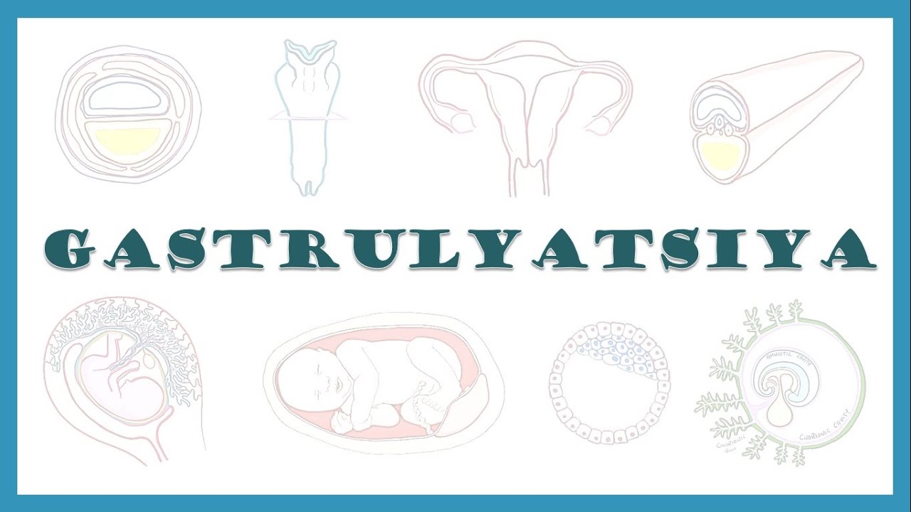 Gastrulyatsiya | Gastrulation | Embrional rivojlanishning 3-haftasi