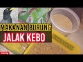 Makanan Jalak Cepat Gacor Dan Supaya Gacor Mp3 - Mp4 Download
