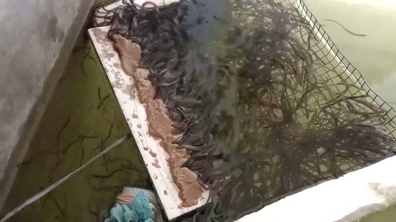 BUDIDAYA SIDAT .jual bibit sidat. hasil panen sya siap tampung kembali https://wa.me/6281809201232