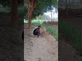 #dillaganavgrowth