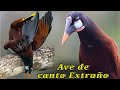 pájaro de CANTO EXTRAÑO y Nido SORPRENDENTE! 😱