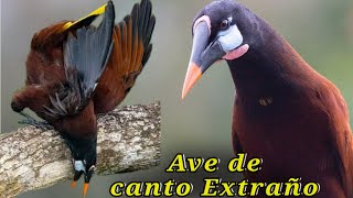 Pájaro De Canto Extraño Y Nido Sorprendente La Oropendula De Moctezuma