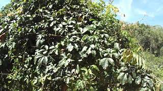 Serjania Lethalis - Timbó, Tingui Ou Cipó Timbó, Planta Com Toxina Potente