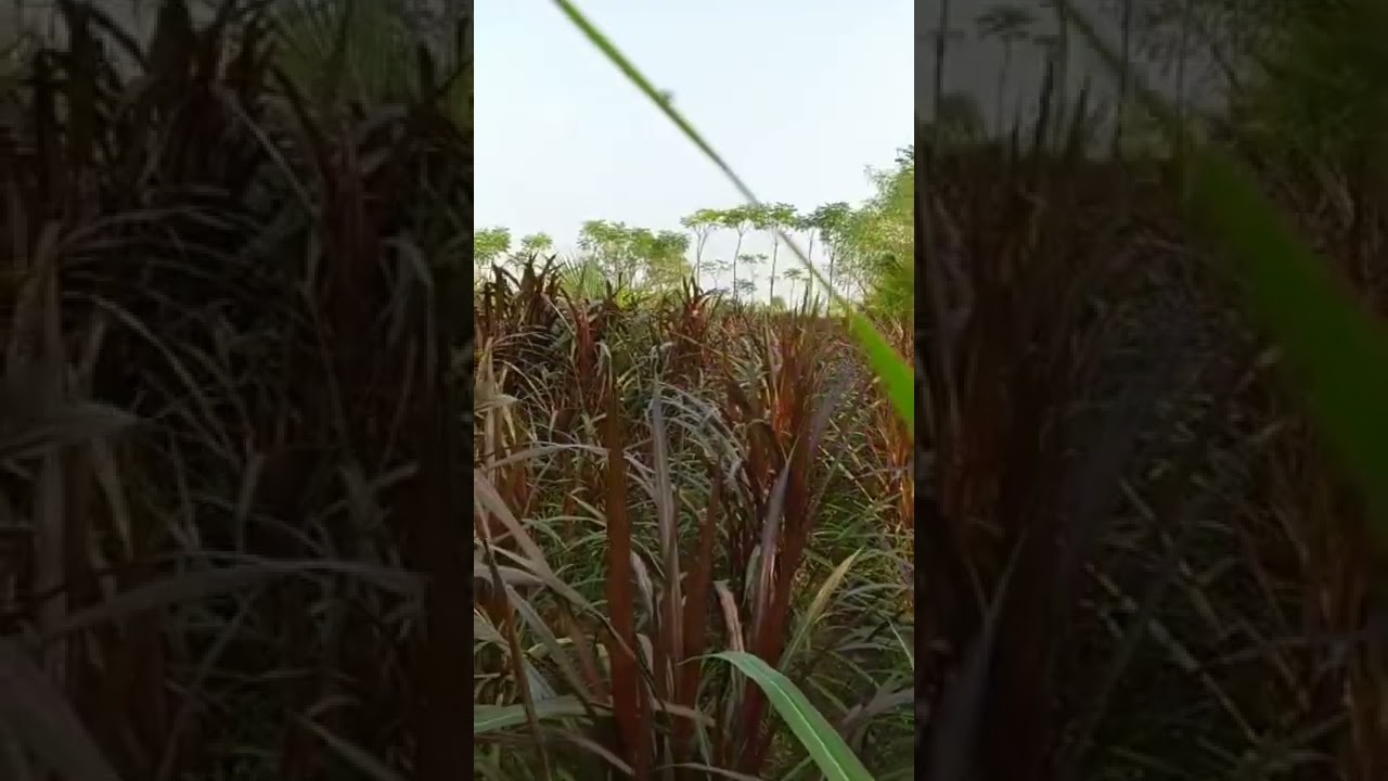 Red Napier and Super Napier grass for Dairy farms in Tamil Nadu