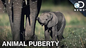 Do all animals have adolescent stage?