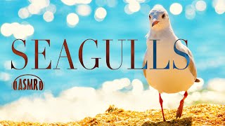 🕊️🐧🌊 Seagulls ASMR - 2 HOURS - Sounds & noises seagulls - whispering & touching - relax meditation screenshot 2