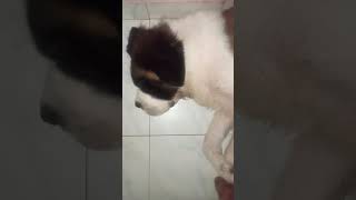 St Bernard Sleeping and Snoring