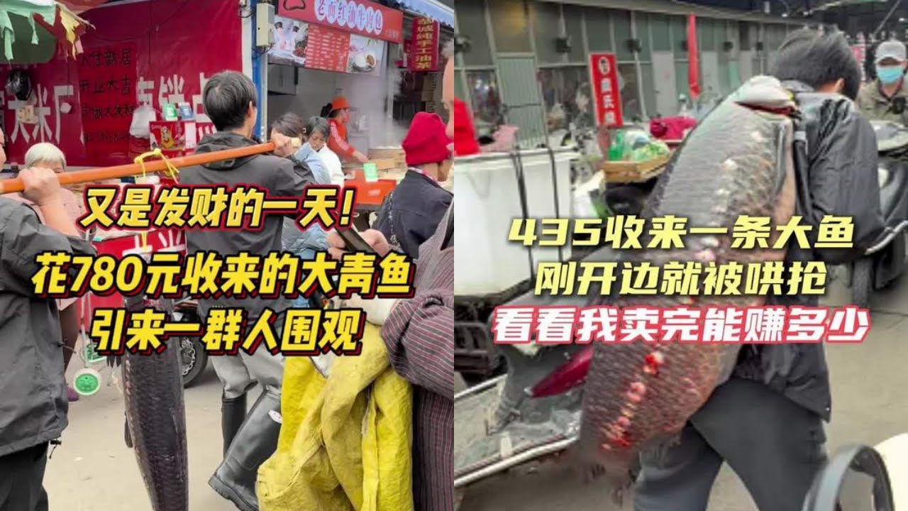 又是发财的一天，花780元收来的大青鱼，引来一群人围观！｜花435元收来一条大鱼，刚开边就被哄抢，看看我卖完能赚多少钱？