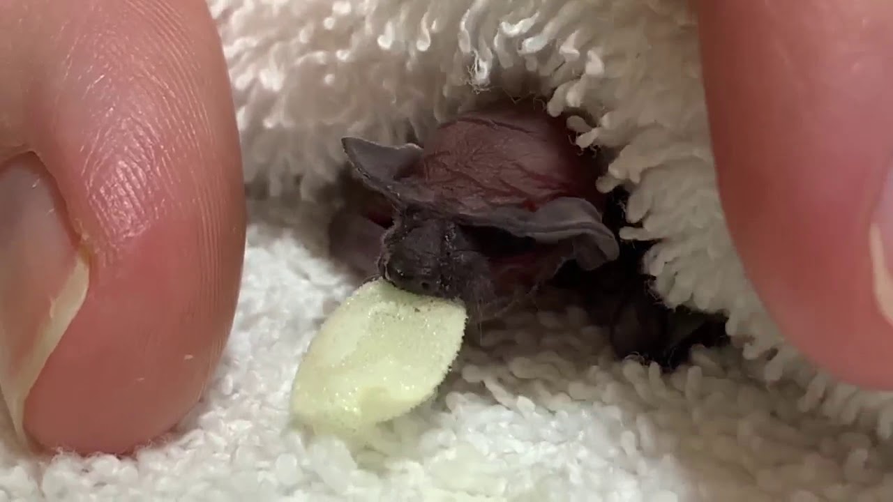 1-day old orphaned free-tailed bat