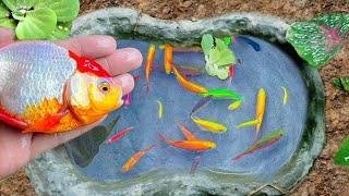 Find colorful ornamental fish, koi fish, goldfish, catfish, snakehead fish, betta fish, lobsters