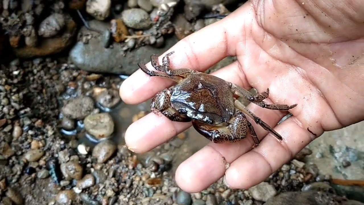 Bongkar Batu Besar Berhadiah Kepiting Lucu 