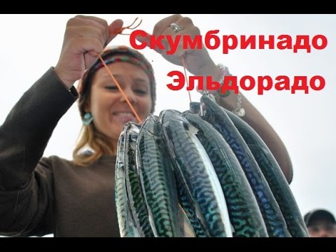 Ловля скумбрии в большом количестве