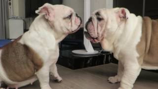 英國鬥牛犬 English Bulldog 20170617（婠婠WanWan：2Y360D & 鐵男Fe：2Y276D)