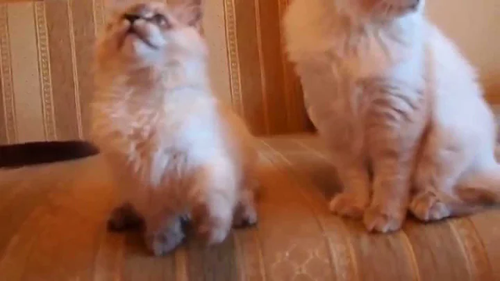 Watch the video about Siberian color point (neva masquerade) kitten in the cattery Sibirushka Krasa