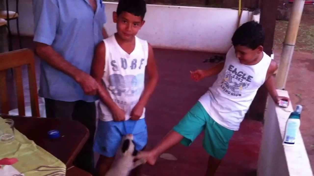 Cachorro quase morde o pinto do Pedro YouTube