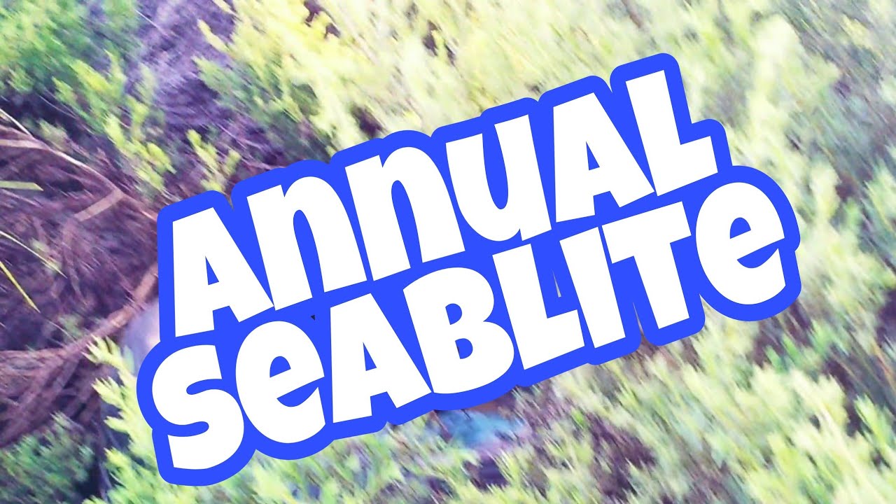 ANNUAL SEABLITE