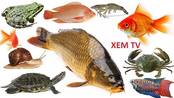 CON CÁ, CUA, TÔM, ẾCH ❤️ BÉ HỌC CÁC LOÀI CÁ, FISH ❤️