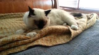 Binxby the Birman makin biscuits by Binxby the Birman 37 views 10 years ago 52 seconds