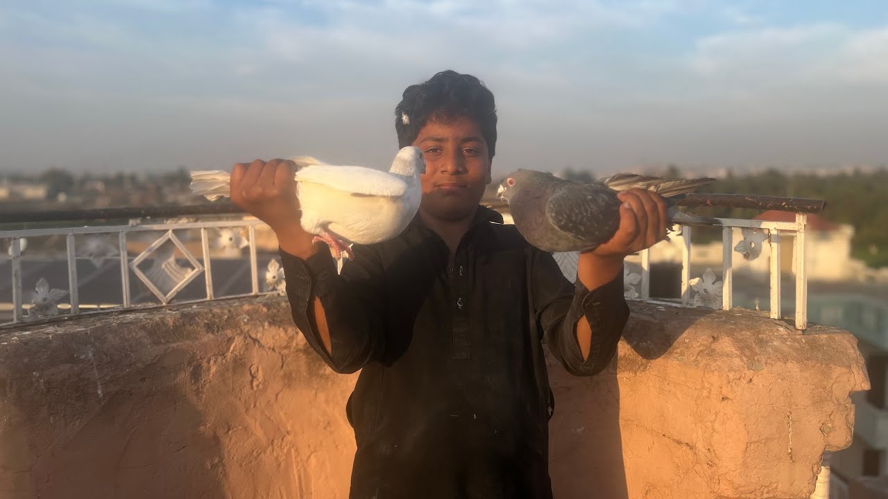 new racer piegeon la aye