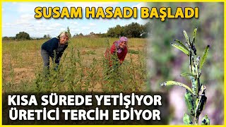 Edirnede Susam Hasadı Başladı