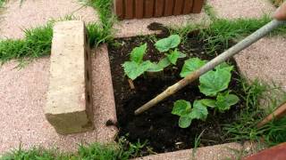 snail and slug prevention, Coffee grounds around plants