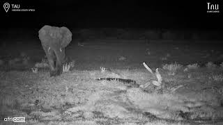 Crocodile Gives Elephant a Fright in the Dark