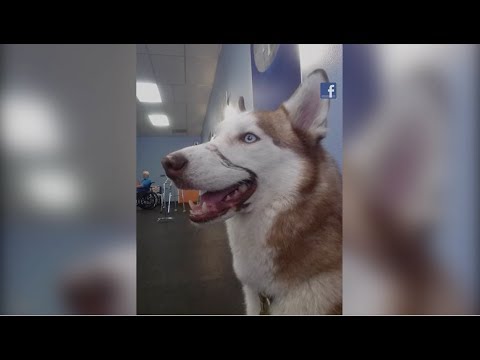 Video: Hollywood končí v reálném životě pro nevidomé a neslyšící psy
