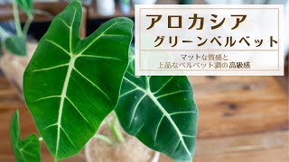 【癒やし効果アリ＊揺れる上品なベルベット調の葉】アロカシアグリーンベルベット