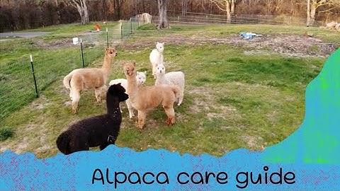 Alpaca - complete care guide - what we learned this year.