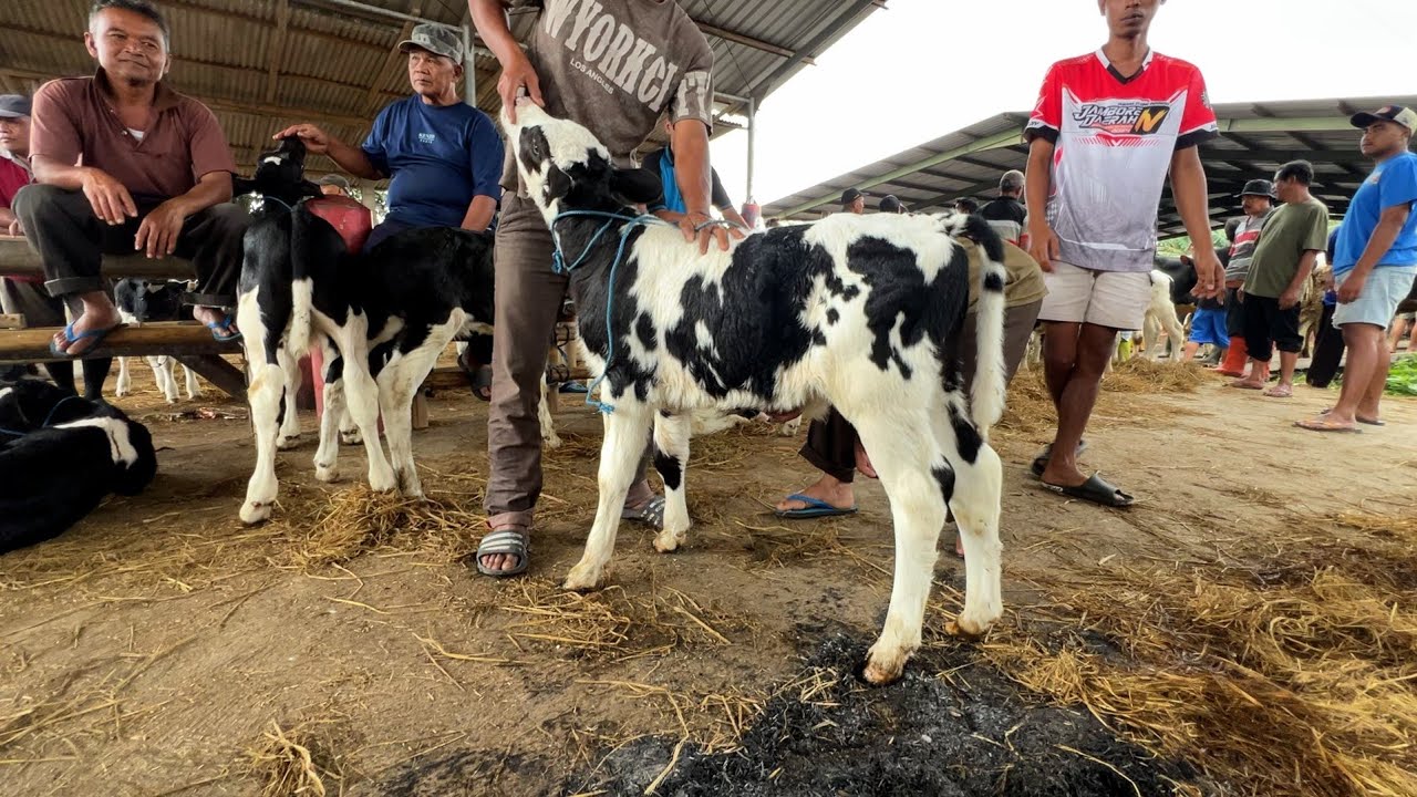 PEDET NYUSU SUPERAN TERKINI AMBLEK❗️PASAR SAPI BOYOLALI