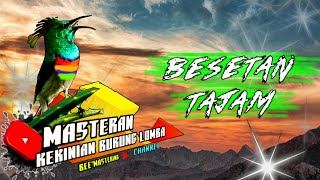 Besetan Tajam ,Crecetan Tajam Ada Di Sini‼️Special Masteran Burung Lomba‼️Materi Ampuh bikin Down