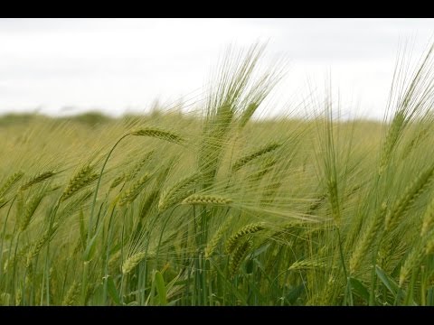 Unlocking Barley's Potential: The International Barley Hub project