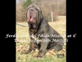 il Drago Neapolitan Mastiffs