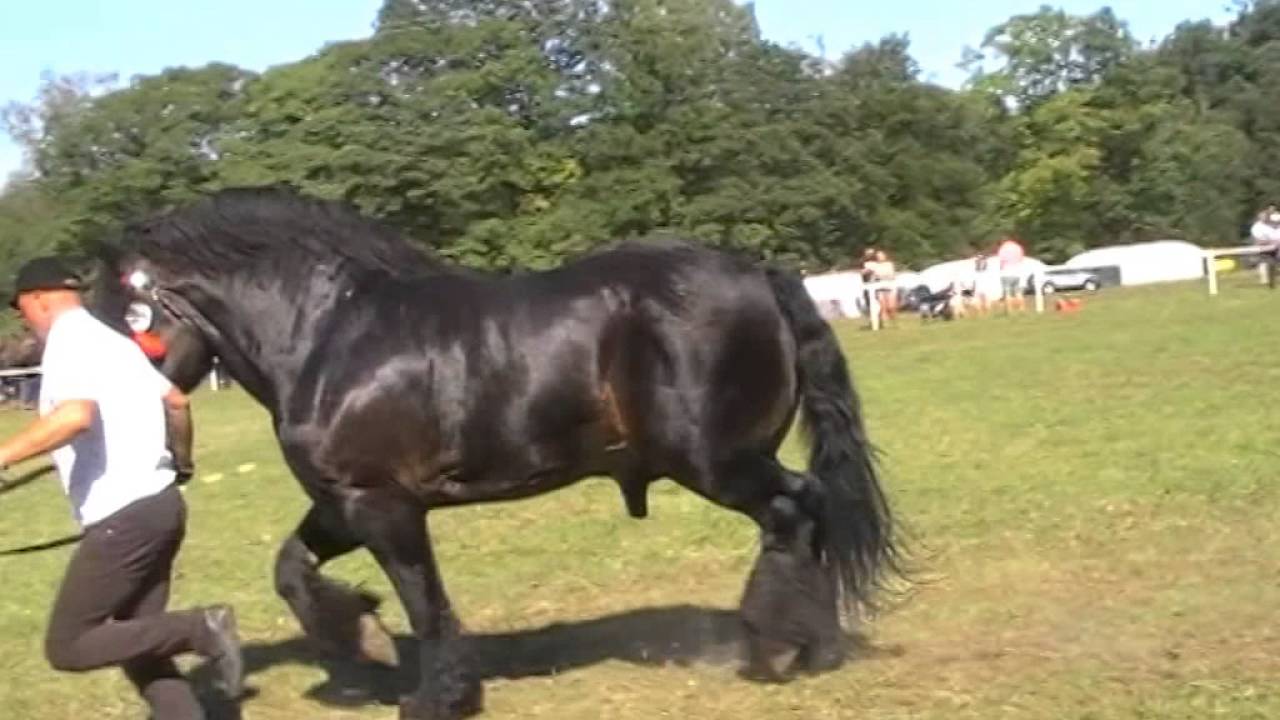 zimnokrwisty film online