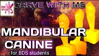 How to CARVE MANDIBULAR CANINE | Step by step | With proper Instructions | DRAW WITH MS |