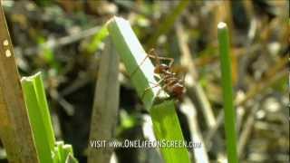 Army of grass cutter ants | One Life | BBC