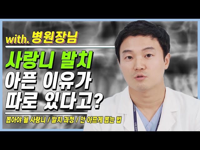 사랑니 뽑을 때 통증이 생기는 이유가 있다? 치과의사가 말하는 사랑니 발치 (매복사랑니)