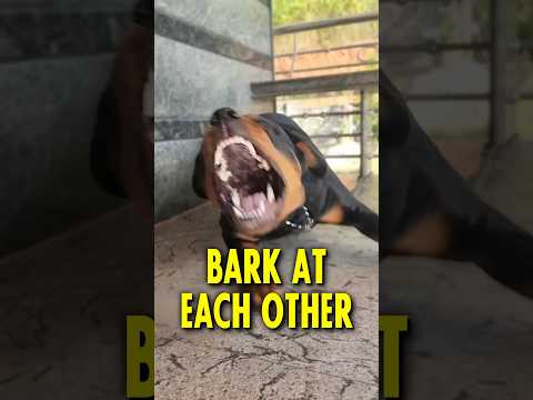 Video: Hvem skal jeg ringe om bjeffende hunder?