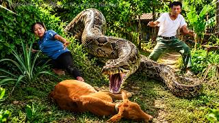 72 Hour Terror - Giant Python Invades Farm, Attacks Cow, Dramatic Rescue Begins!