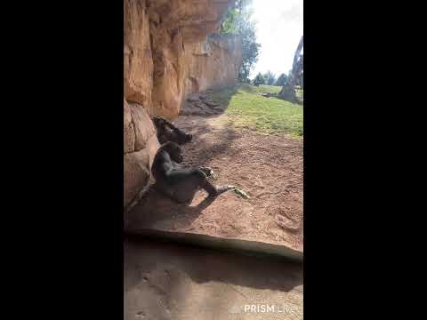 Hanover Zoo Gorilla Mountain Live View live cam preview