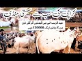 Cow Mandi Karachi 2024 | Karachi cattle | Latest price 11 June | Karachi bakra mandi