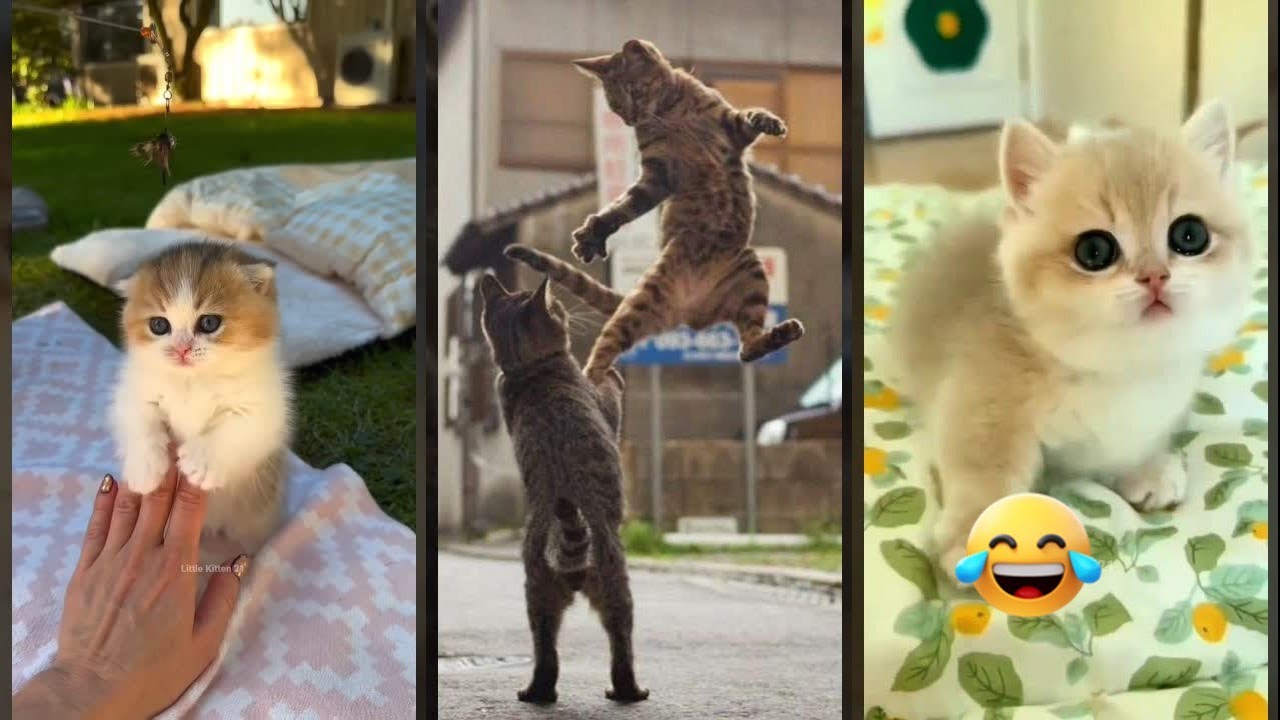 Cat videos 😸 funny cats compilation 😅 #FunnyCats #1217 - YouTube