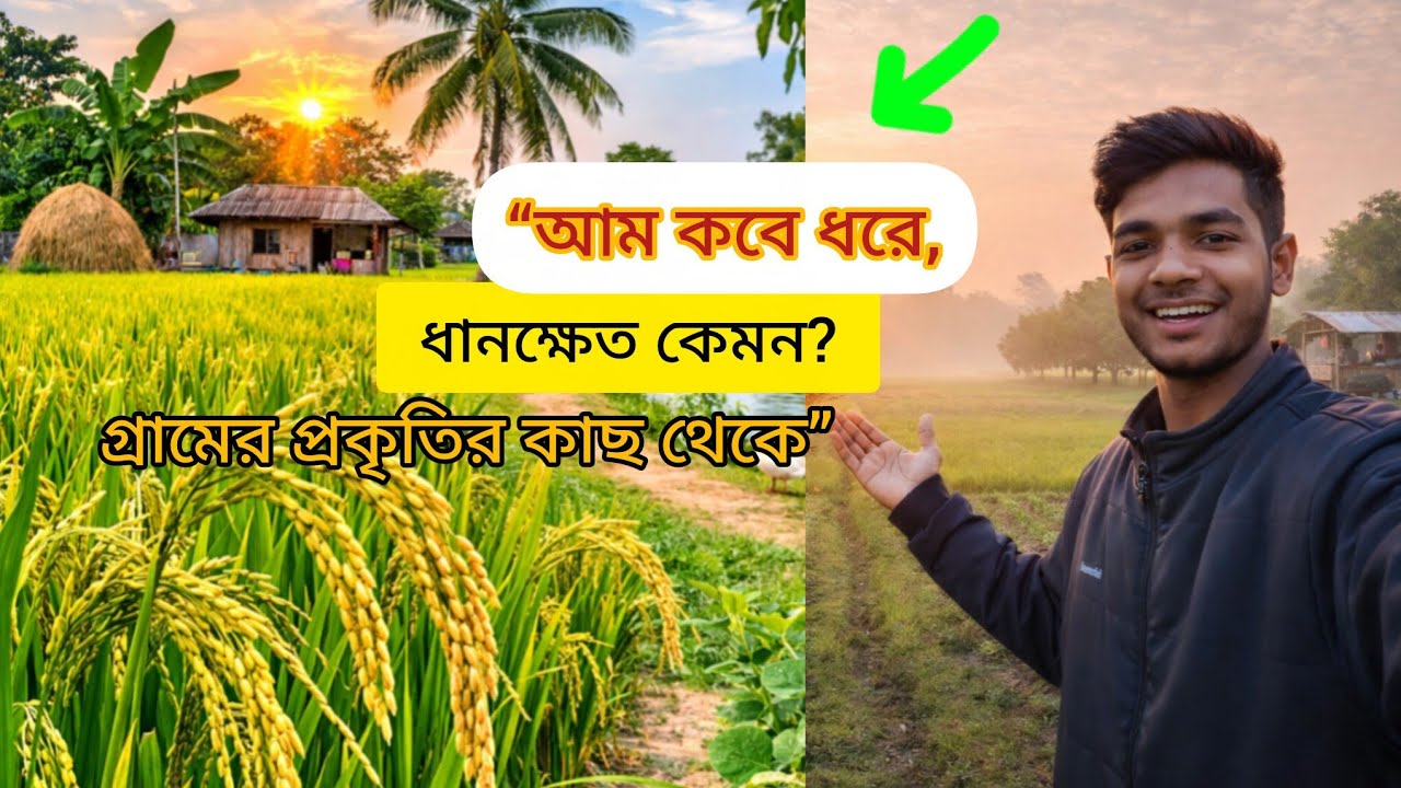 গ্রামের জাদু 🌾: ধানক্ষেত + আমের ফুল + কালাই ফসল একসাথে! #গ্রাম বাংলা #VillageLife #BangladeshVlog