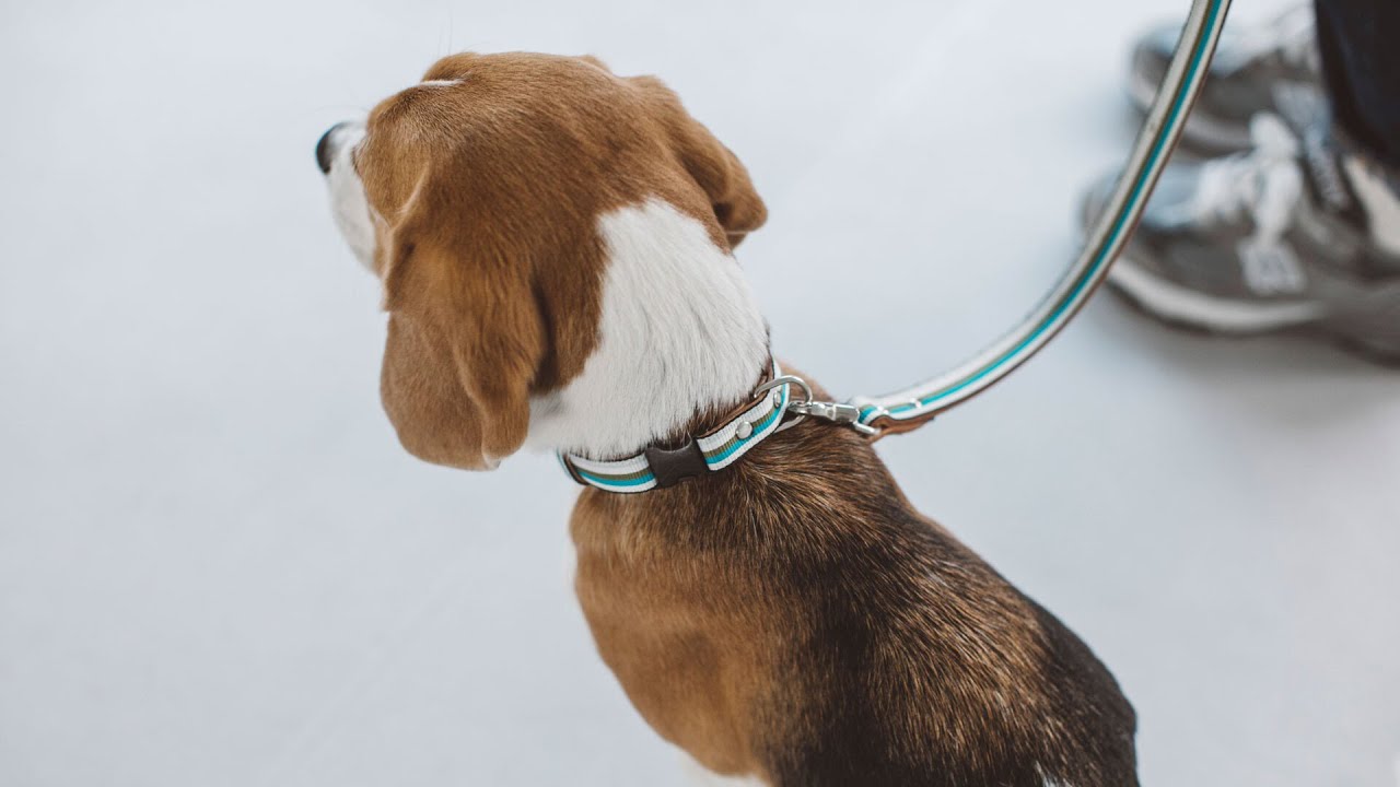 サニーストライプカラー - ドッググッズ・猫グッズ通販 free stitch