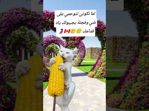 لما تكوني تتوحمي على شي وفجئة يجيبولك ياه قدامك اكسبلور  ضحك  