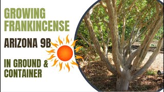 Growing Frankincense In Ground & Container