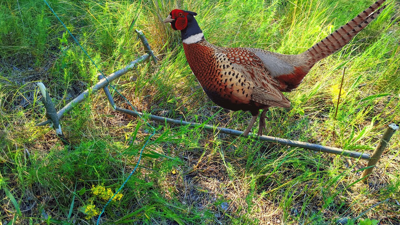 Creative bird trap. A trap for birds in survival conditions. Pheasant trap