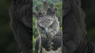Harpy Eagle vs Cheetah Cub 🦅🐆 | Can the Sky Hunter Defeat a Baby Cheetah?