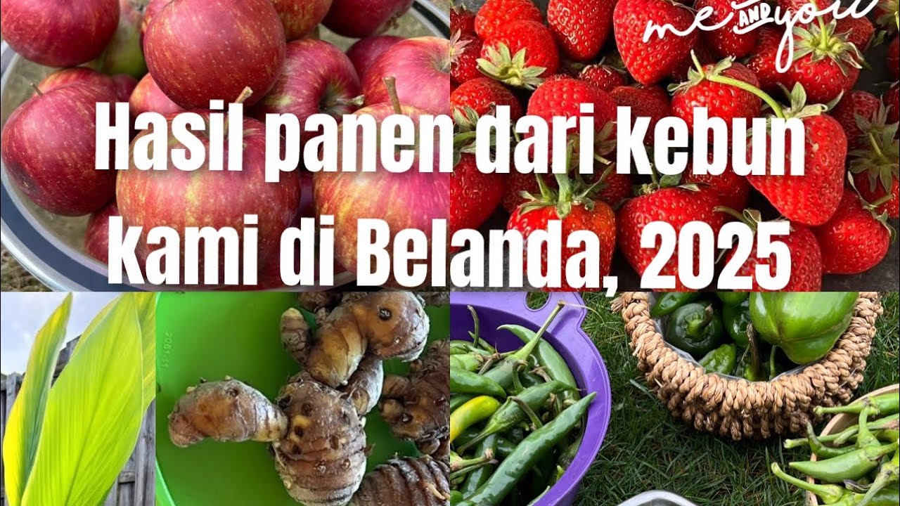 KUMPULAN FOTO DAN VIDEO HASIL PANEN KAMI DARI KEBUN SENDIRI DI BELANDA, MEI - NOVEMBER 2025